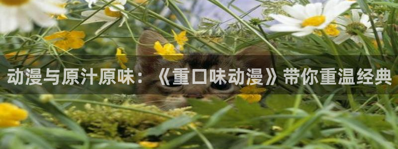 囧次元网站入口：动漫与原汁原味：《重口味动漫》带你重温经典